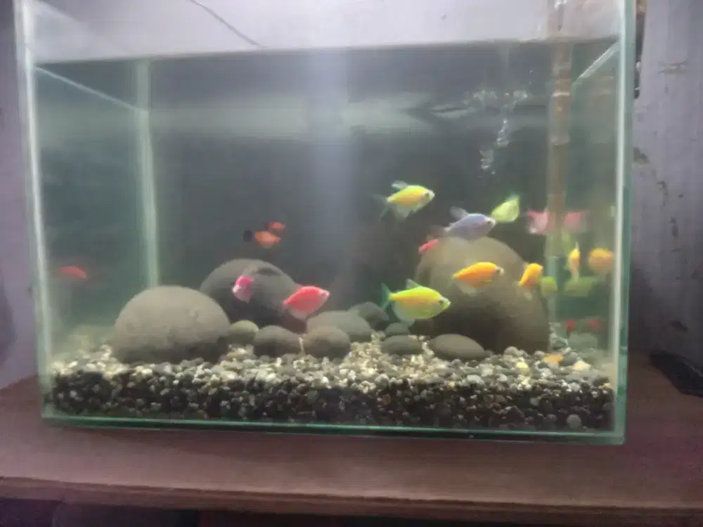 Ikan glowfish gratis