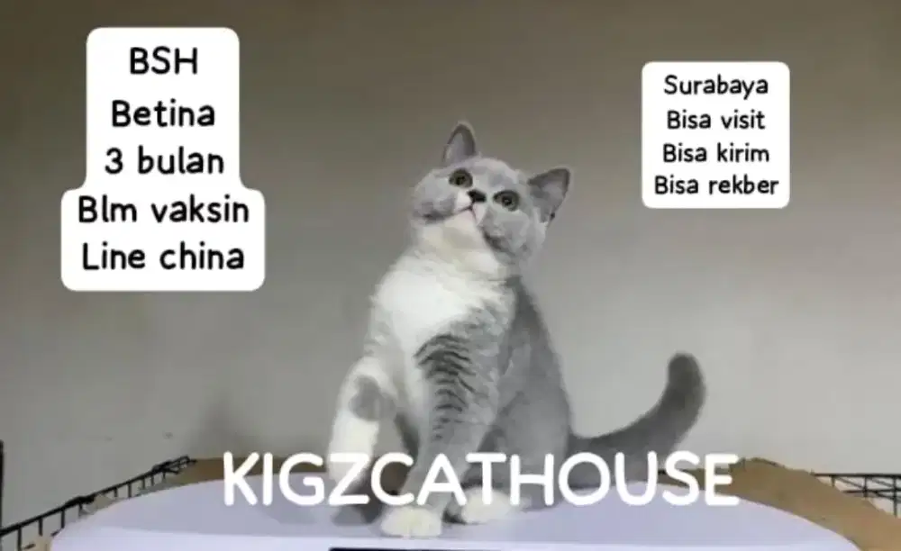 BRITISHSHORTHAIR KITTEN