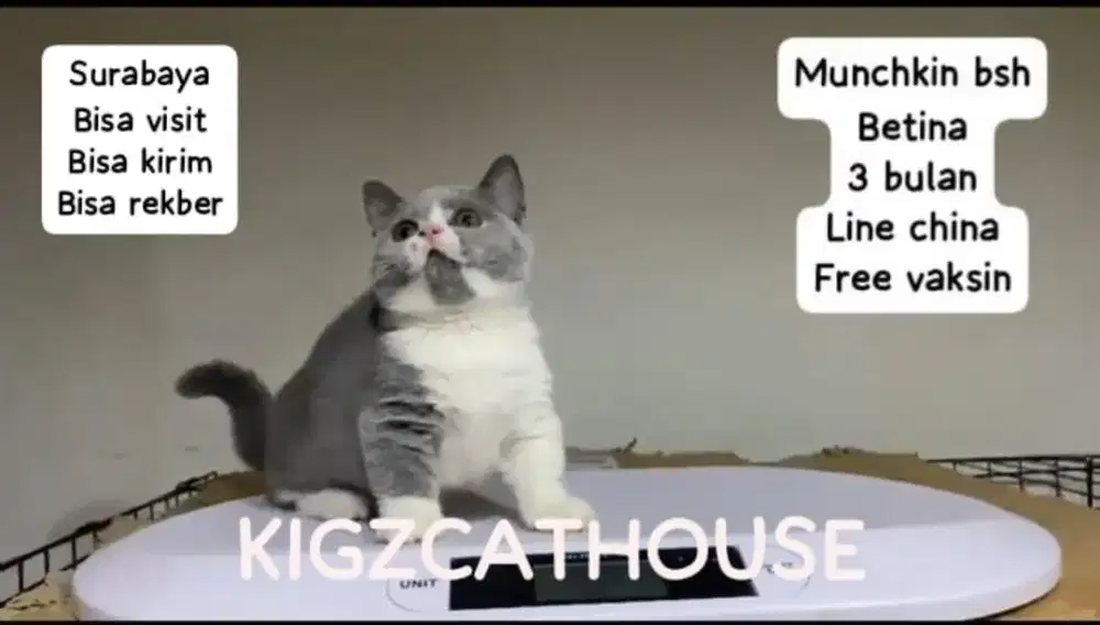 BRITISHSHORTHAIR MUNCHKIN