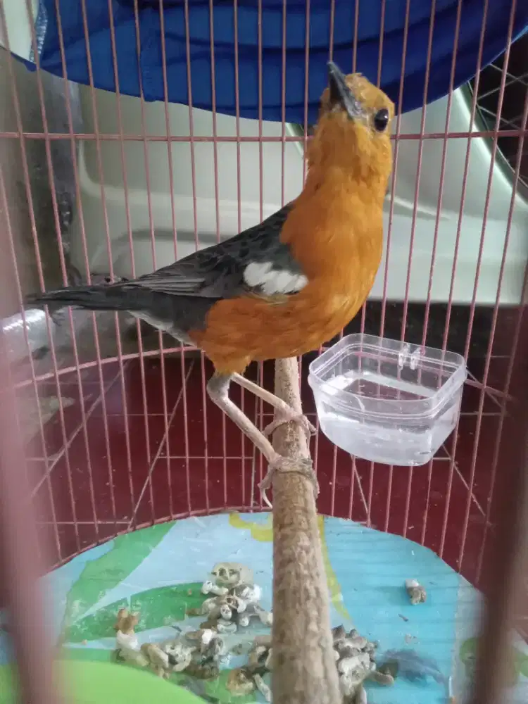 Anis lokal MH  mines