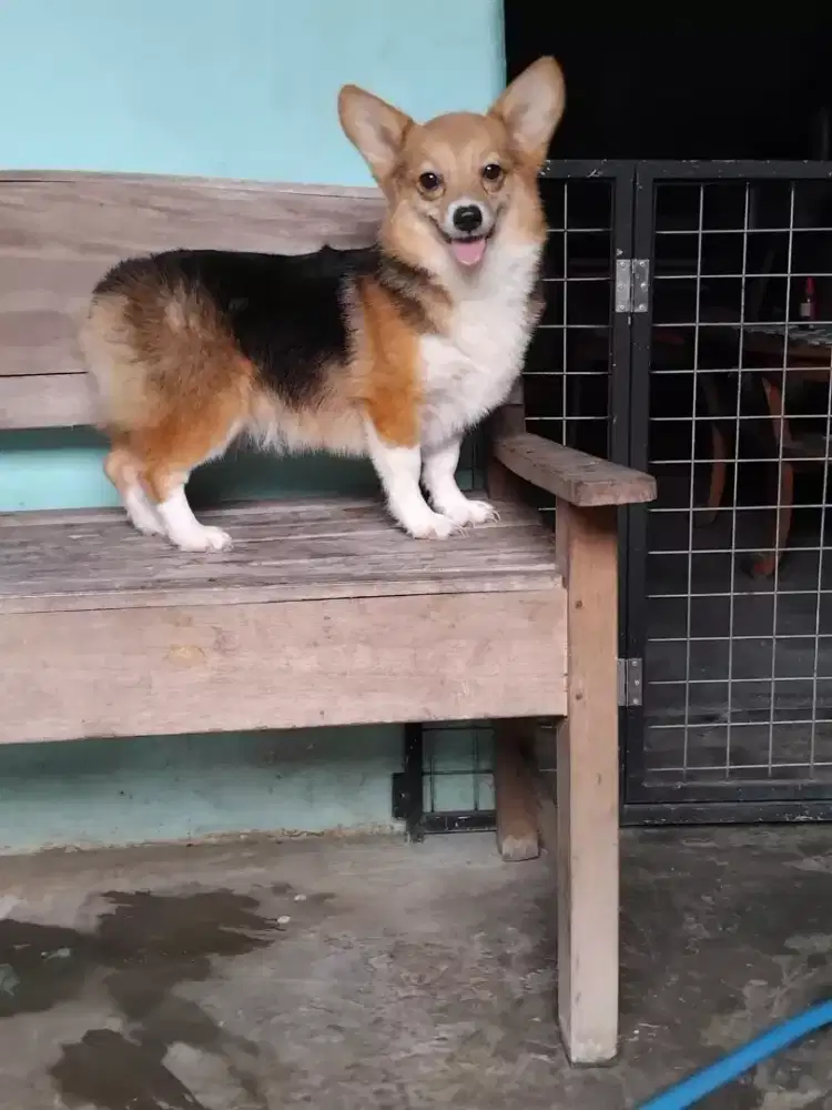 wells Corgi ( jogja)