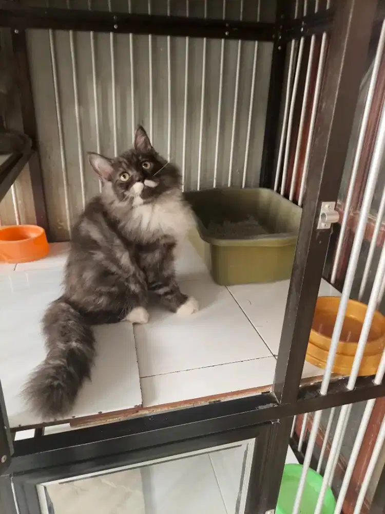 Norwegian betina gembul 4 bulan