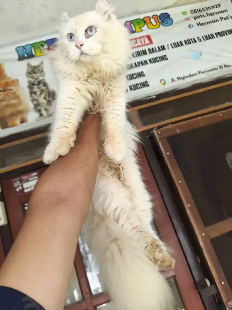 Kinkalow jantan longhair 7 bulan