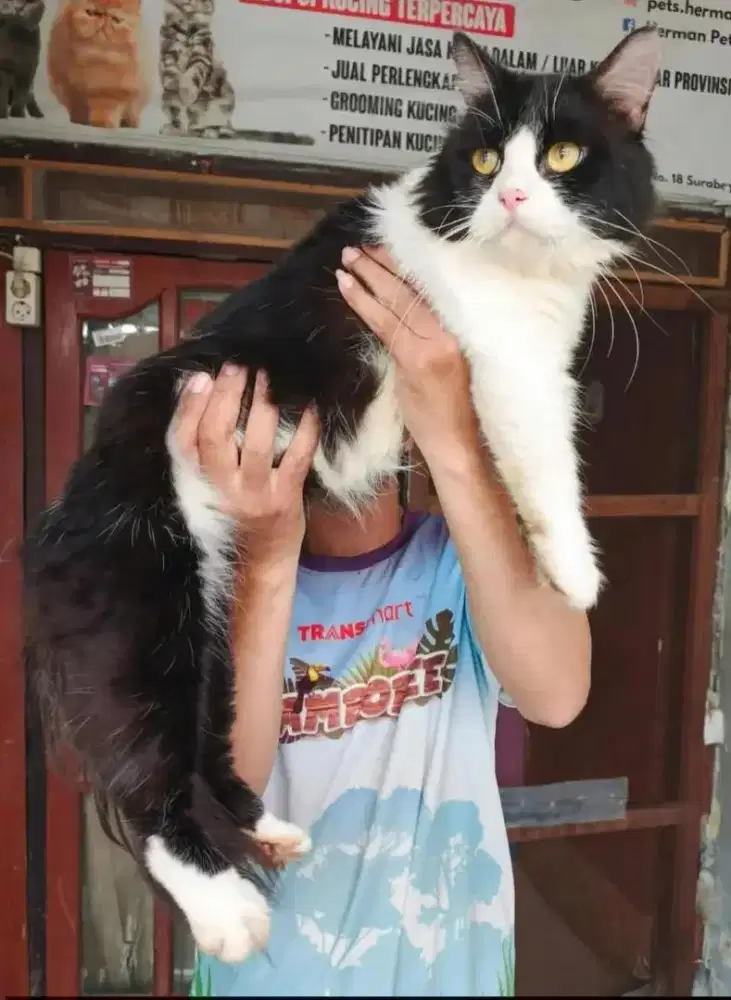 Norwegian jantan jago kimpoy