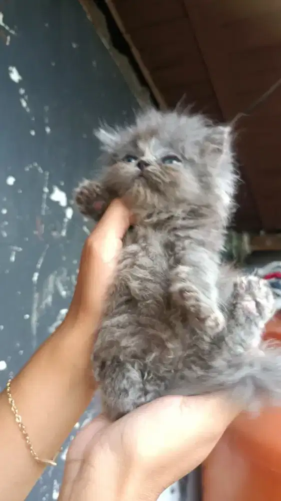 Kucing flatnose x peaknose