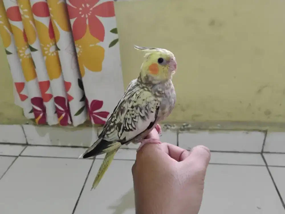 Burung Falk Cockatail