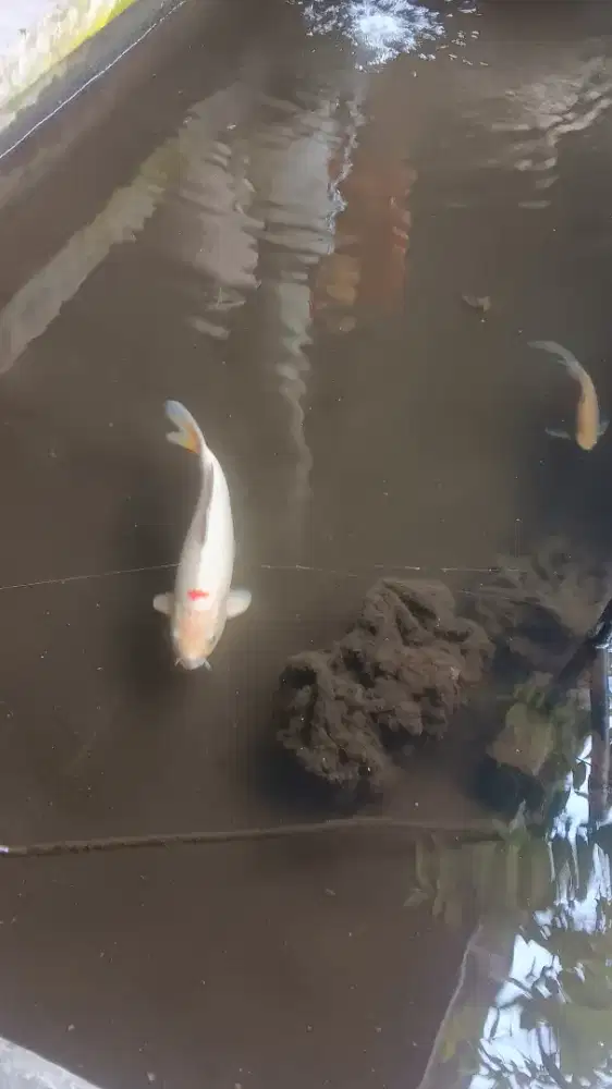 koi indukan jantan 1 ekor dan anakan nya 2 ekor