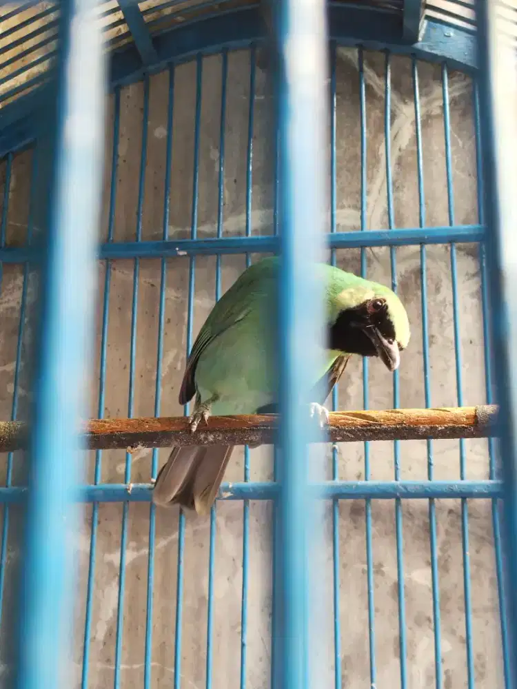 Jual burung murai ijo x prestasi