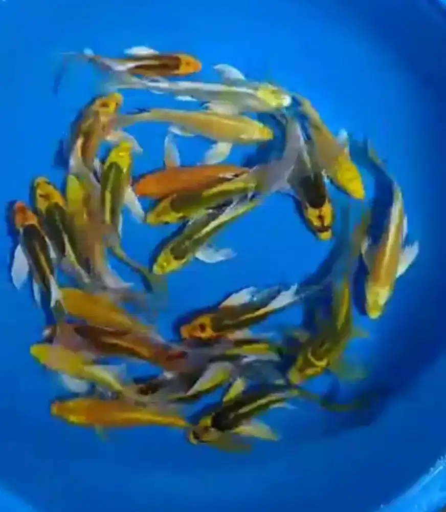 Ikan koi size 15-17cm