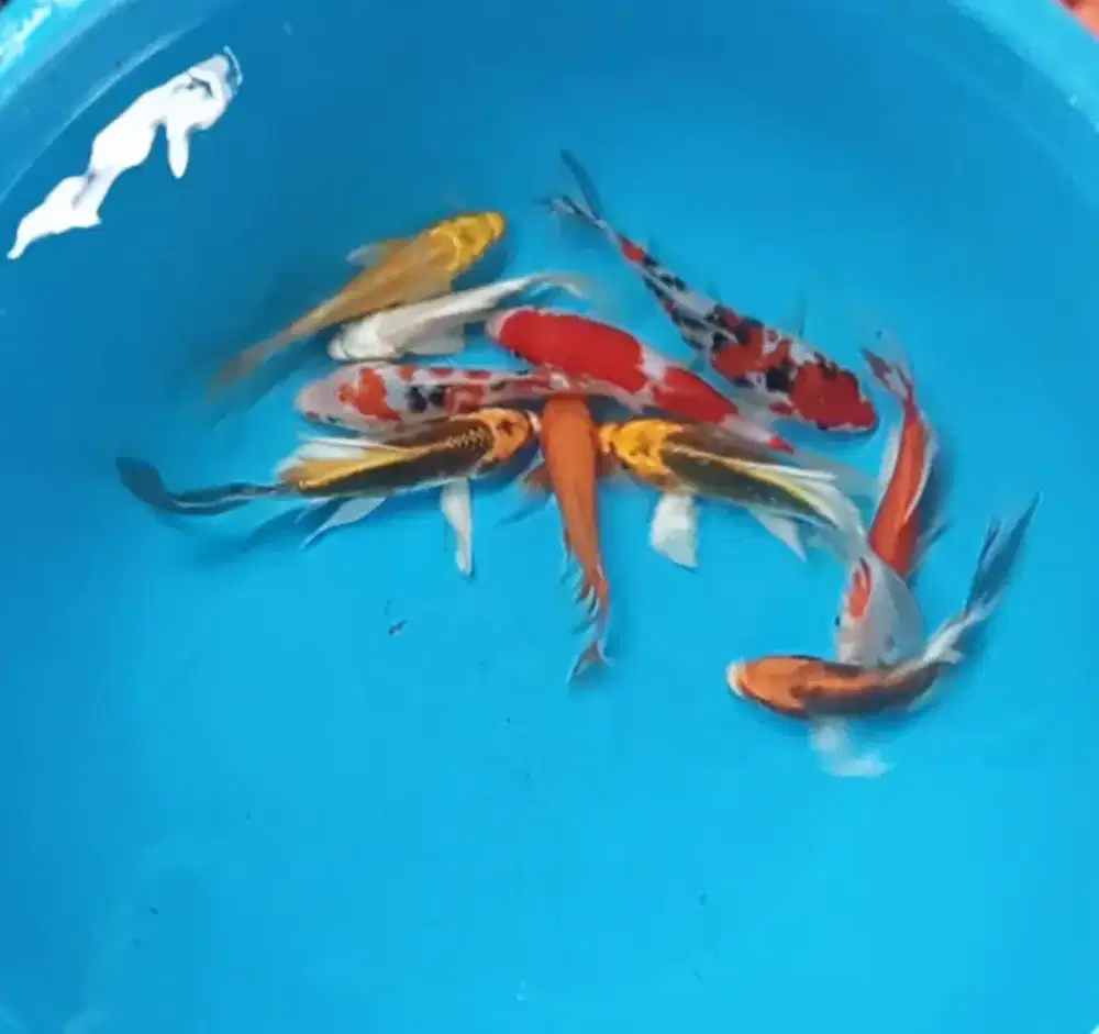 Ikan koi size 15-18cm