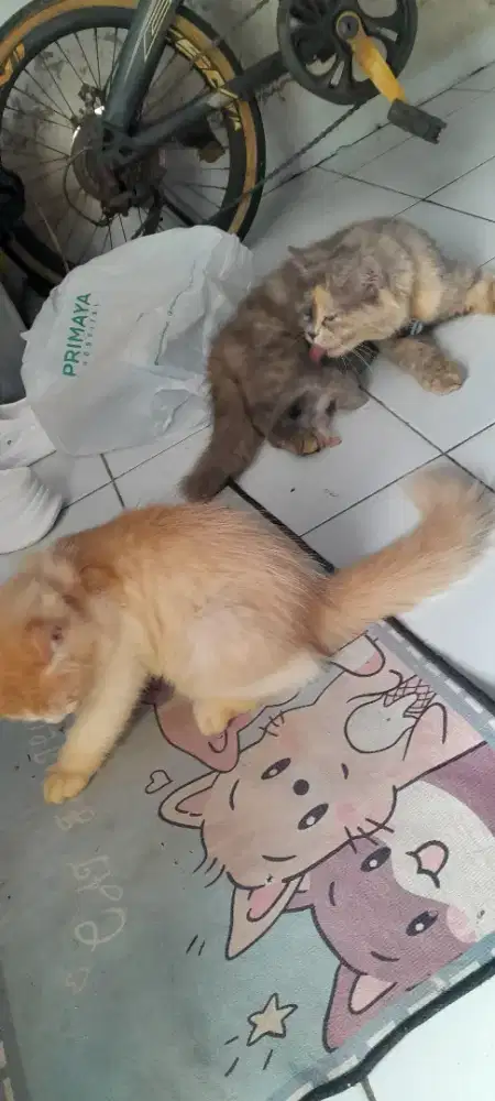 kitten kucing persia