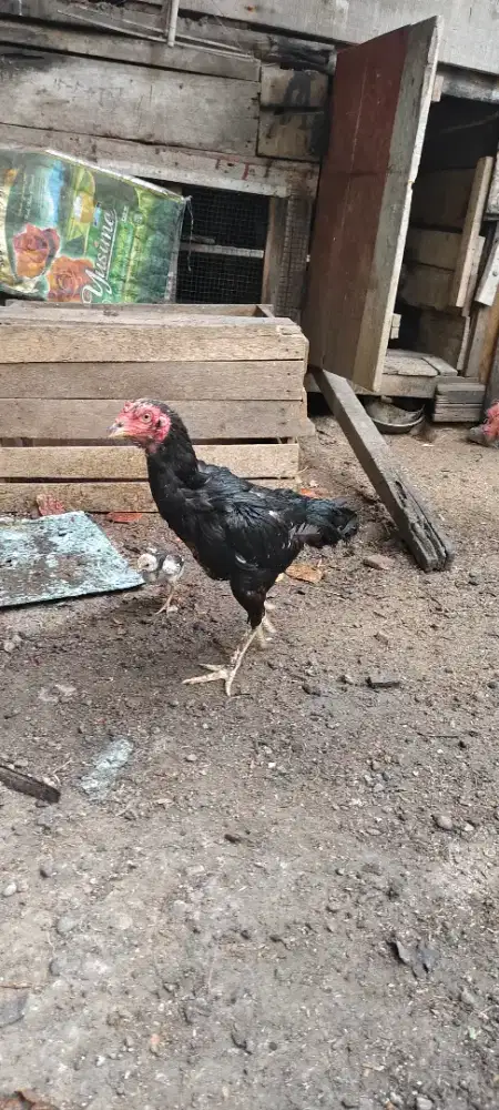 Anak Ayam siam brakot