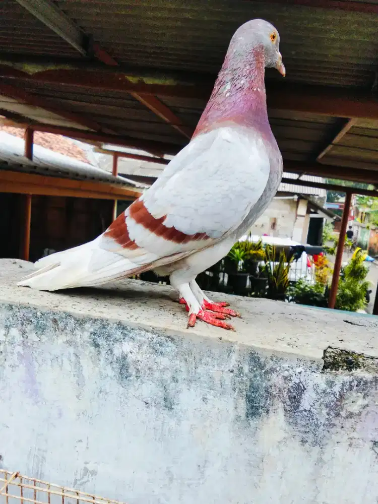 Burung dara sepasang giring Keket