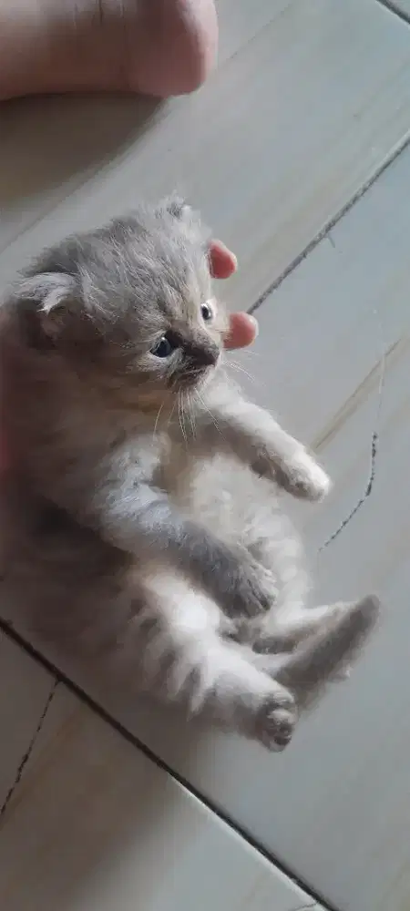 kitten kucing persia