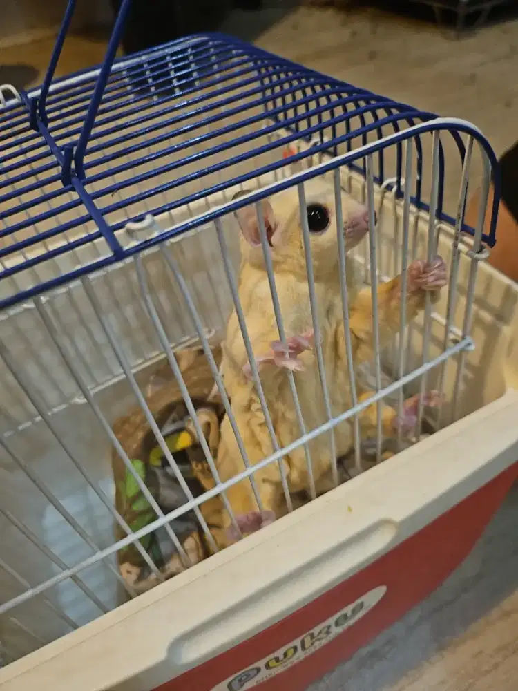 Jual sugar glider