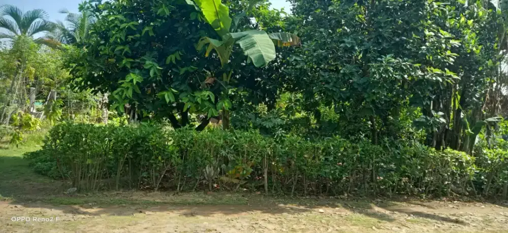 Jual tanah karangan ukuran 15x33 NEGO