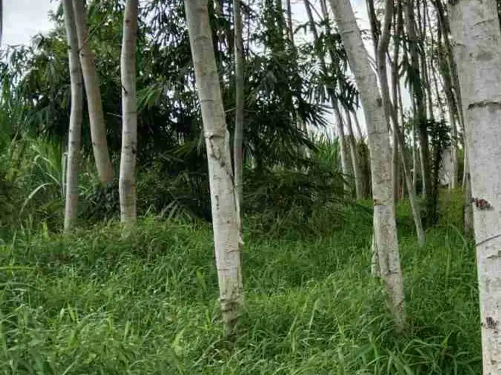 Dijual Tanah Desa Jokarto Lumajang