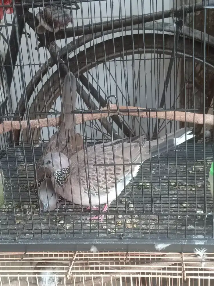 Tekukur Derkuku Lokal Pasangan Suara Besar