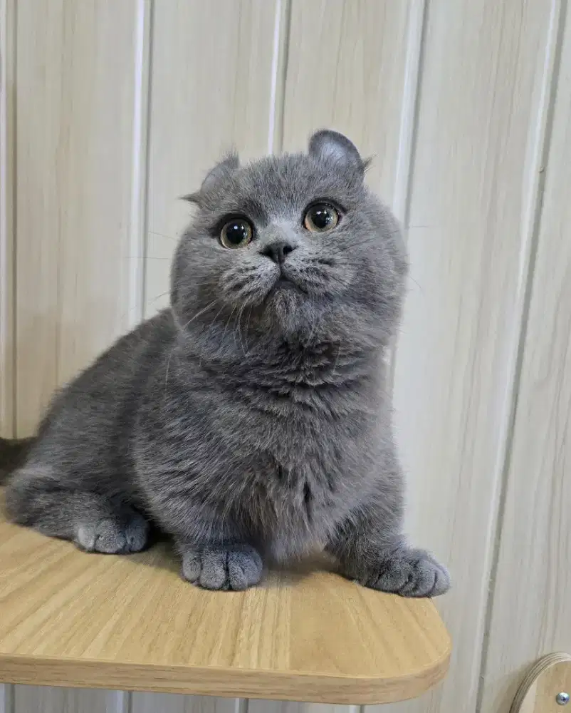 MUNCHKIN KINKALOW - Male