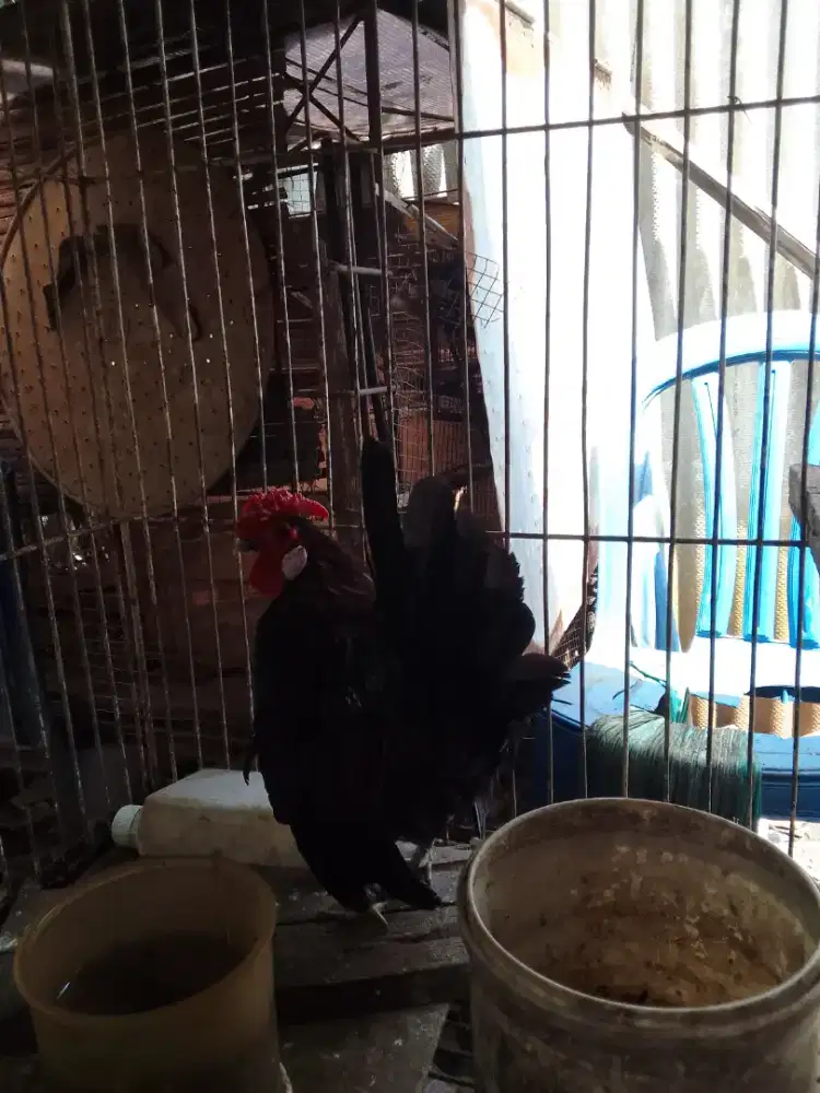 Dijual ayam kate jago warna merah hitam