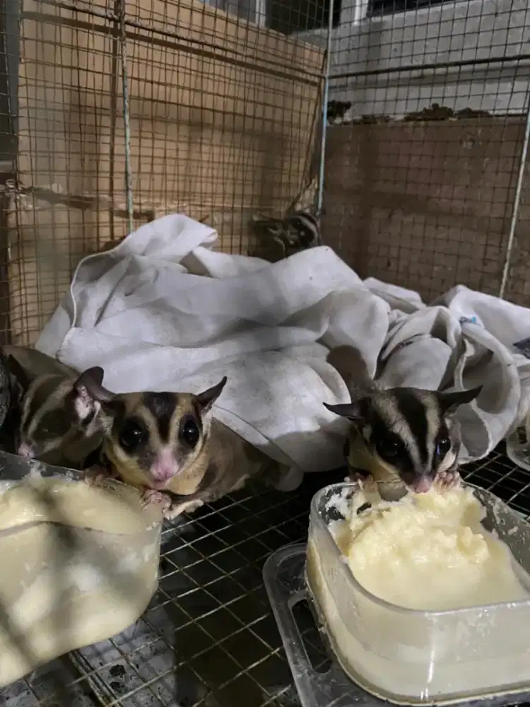 Sugar Glider Sepasang + Anak