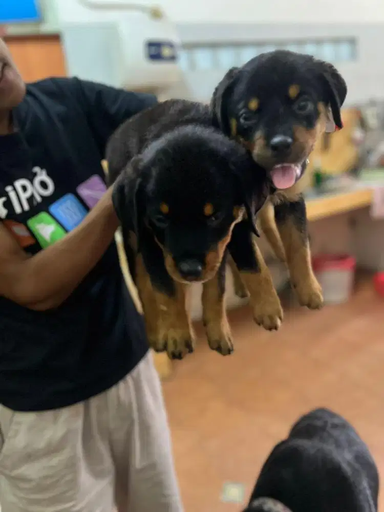 Rottweiler Puppies (Stambum) - Last 2 Available