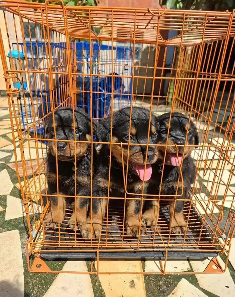 Rottweiler Puppies (Stambum) - Last 2 Available