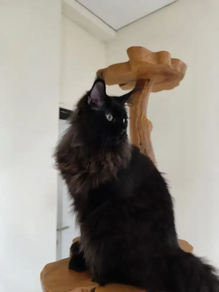 Mainecoon jantan Ped