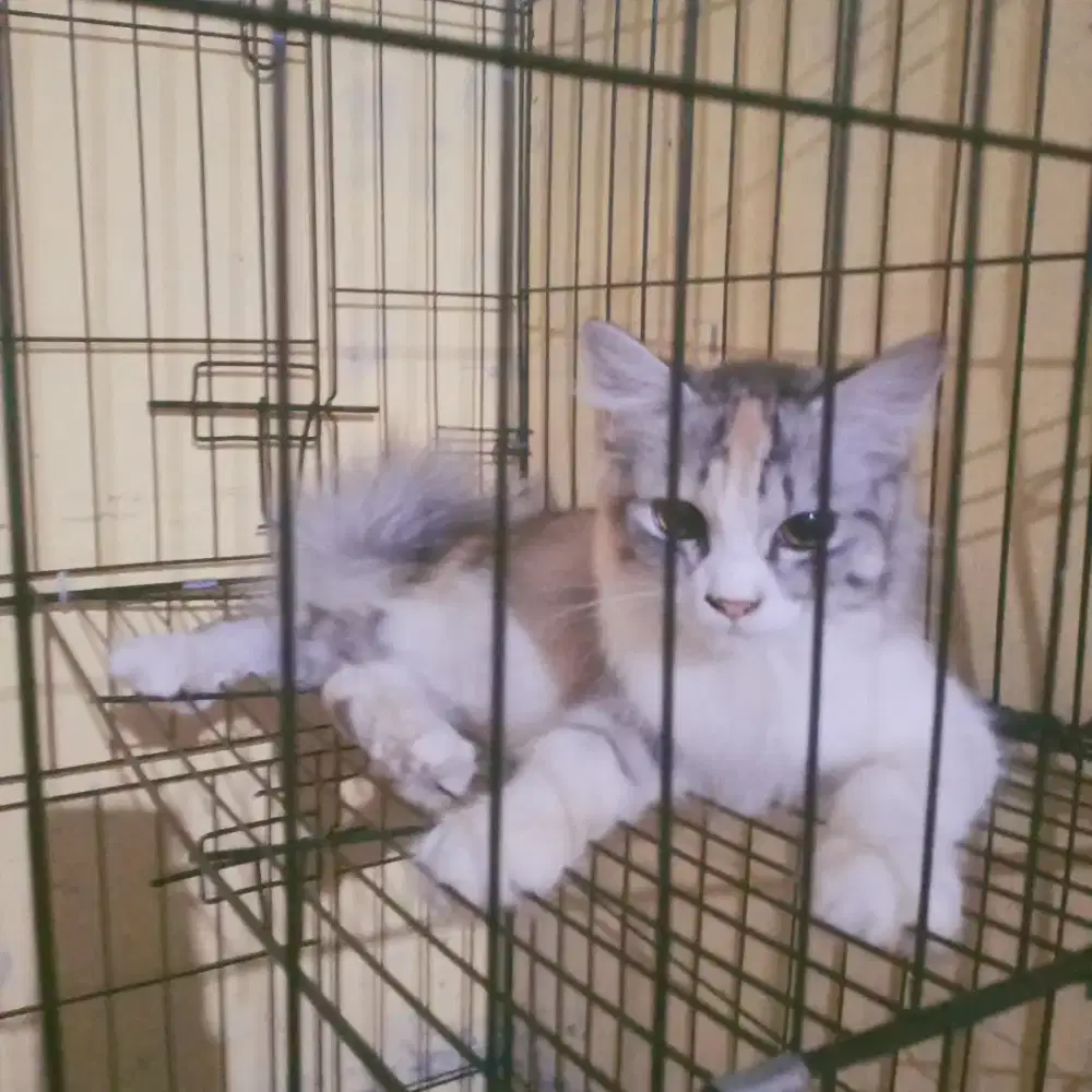 kucing persia abu abu