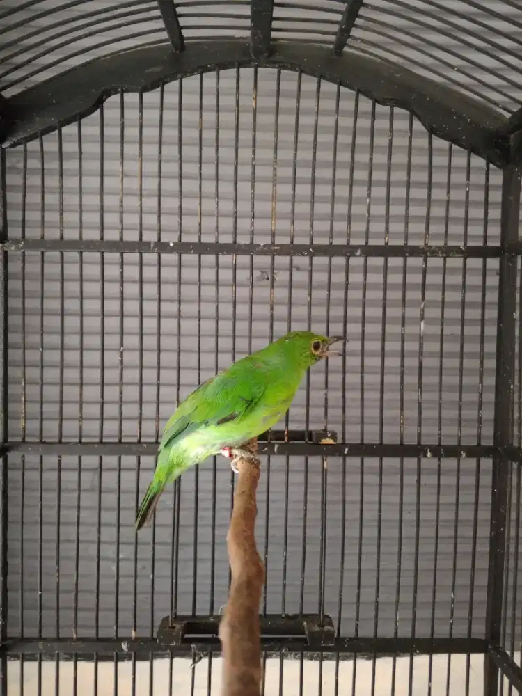 Murai Daun Betina Big