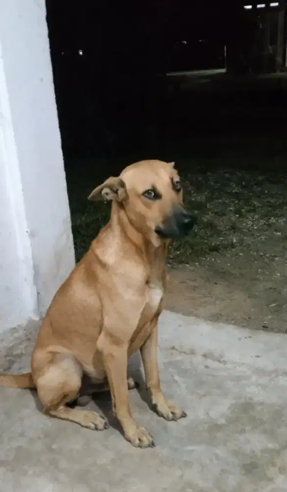 Yg mau adopsi anak anjing peranakan herder