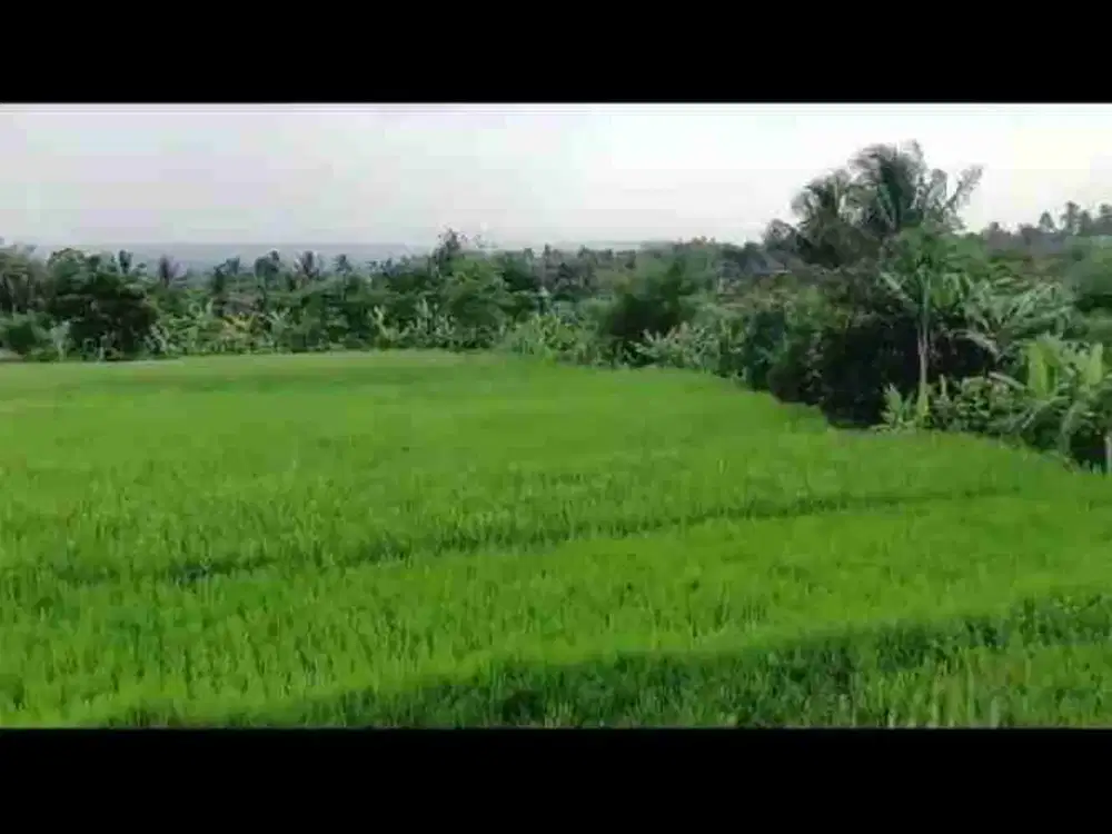 di jual tanah sawah dan kebun shm ada mata air di sukabumi