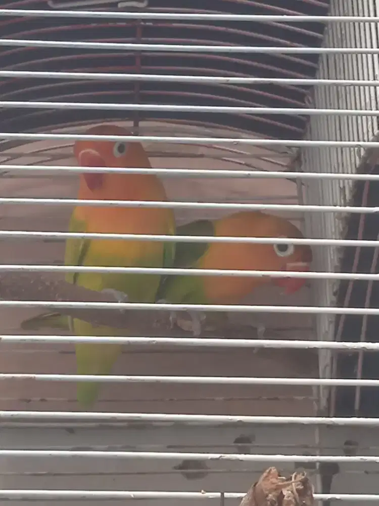 Dijual lovebird paskun sepasang gacor,jual fs no minus,