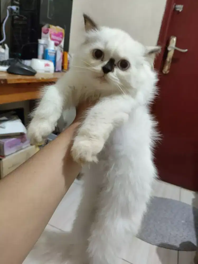 Lepas Adopsi betina Flatnose