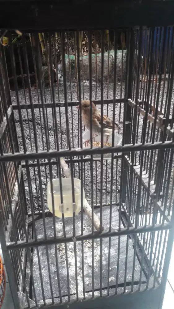 Kenari loper bon gereja+kandang