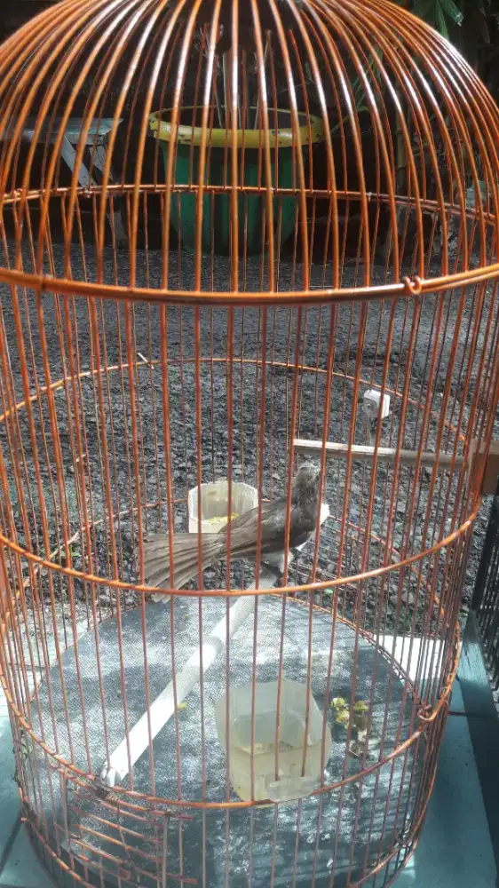 Burung trucukan rajin bunyi+kandang