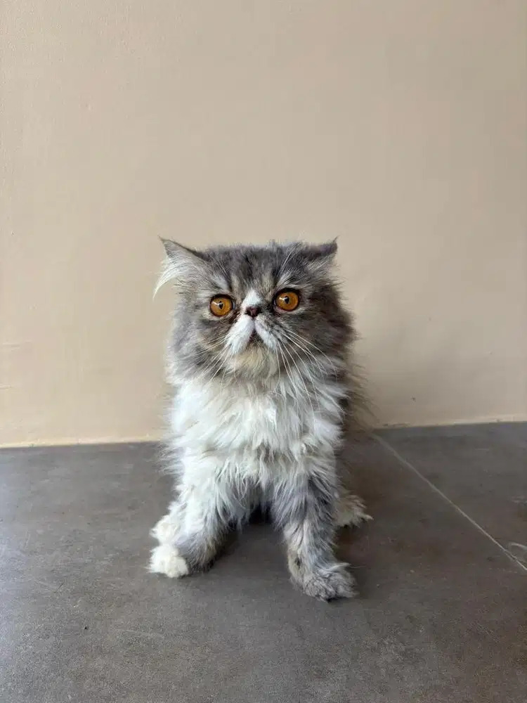 Dijual kucing peak nose umur 7 bulan