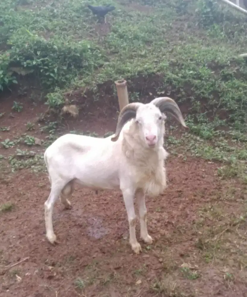 Domba Qurban Si Lempay