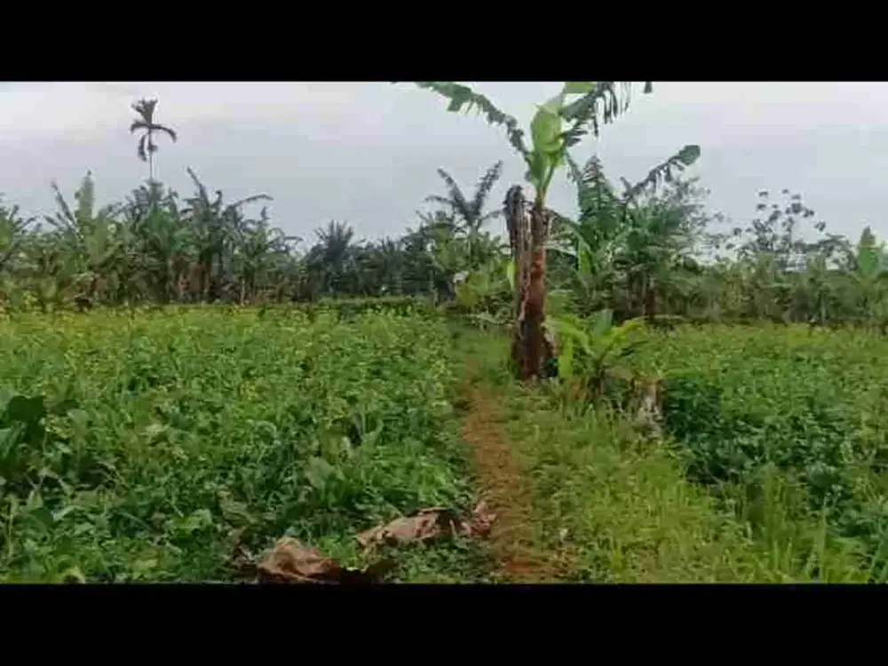 di jual tanah kebun dan sawah shm akses mobil mata air melimpah di Nagrak Sukabumi