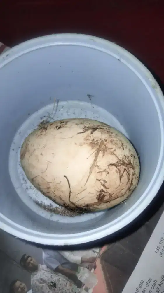 telur angsa kwokan