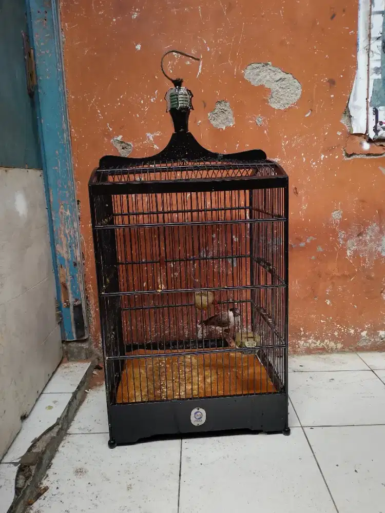 Kutilang fullset kandang ebod nomor 2