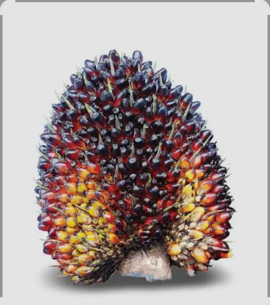 Bibit benih topaz original Asian agri isi 100 butir