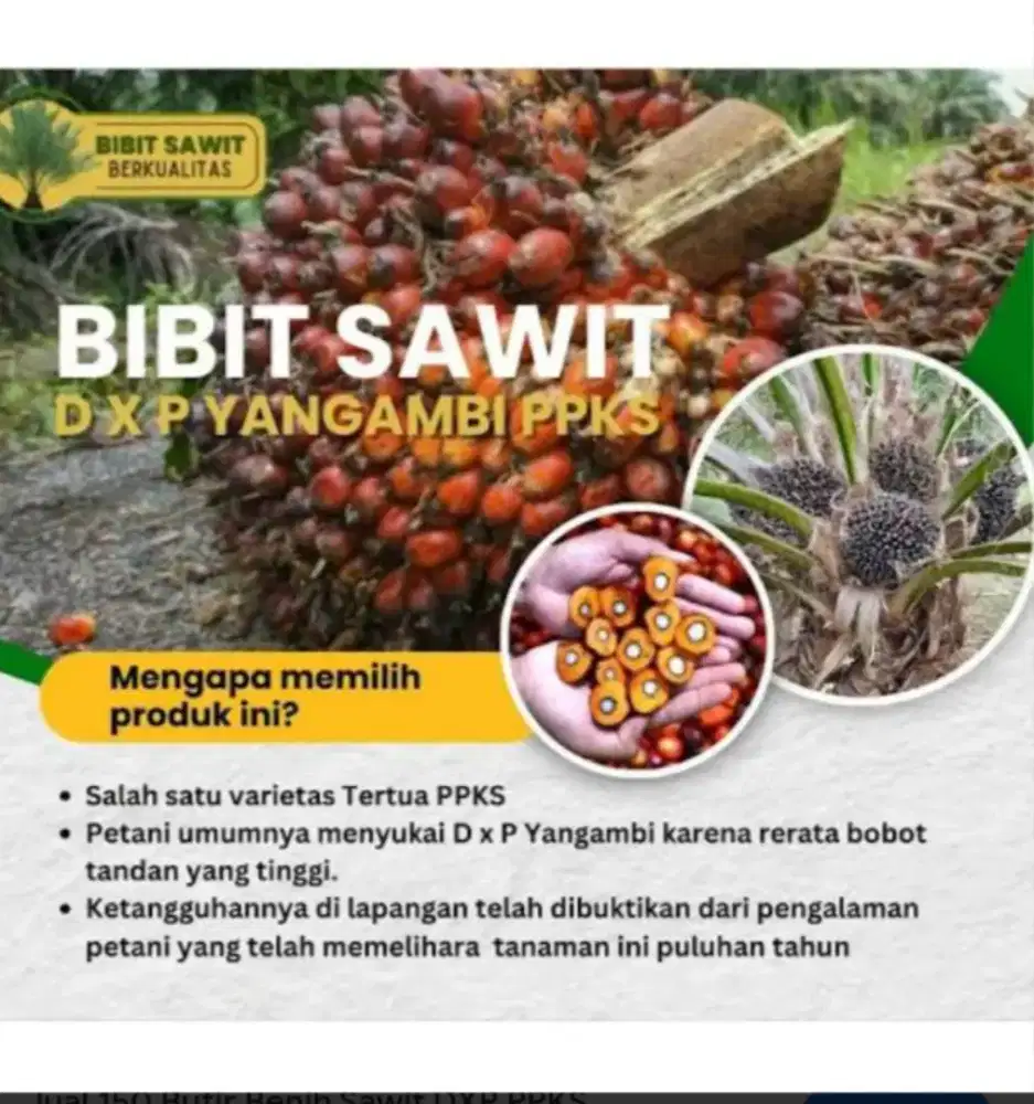 Bibit benih yangambi bersertifikat original isi 100