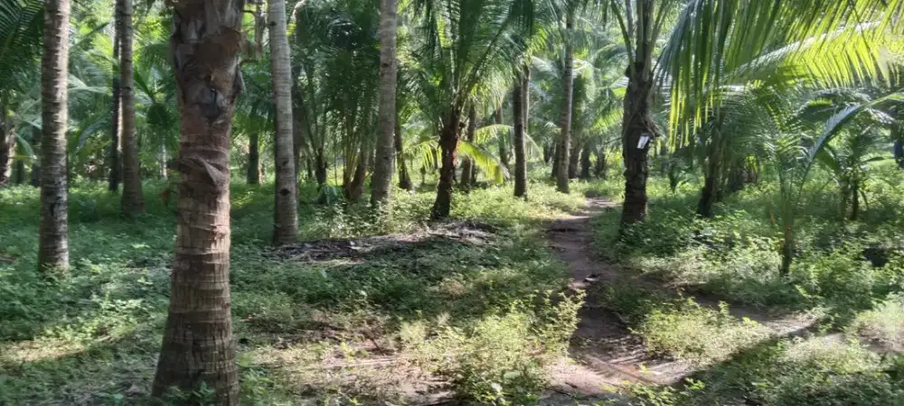 Dijual Tanah Kebun Sendiri