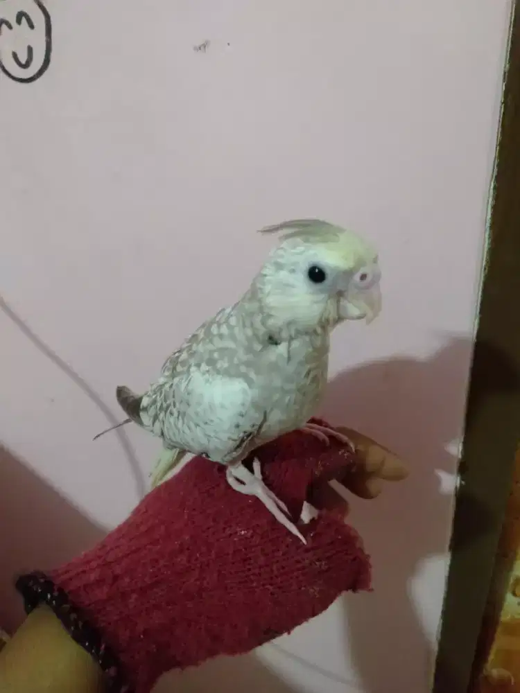 Burung falk Australia