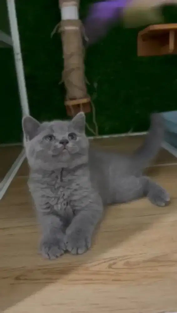 British Shorthair Ped/Nonped