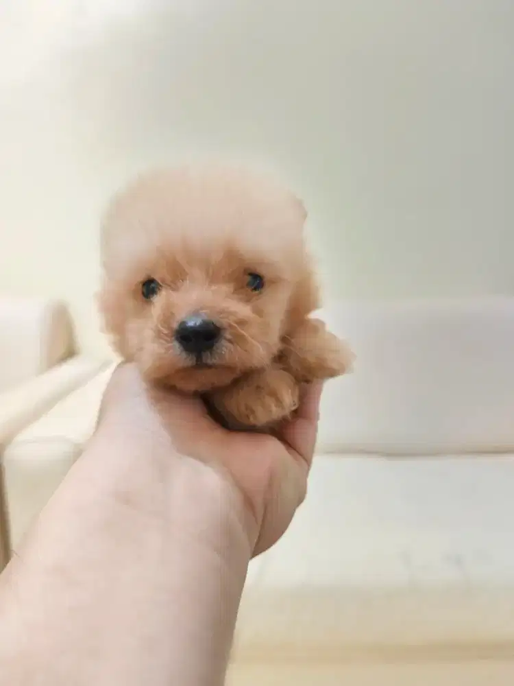 Anak anjing pom-poodel