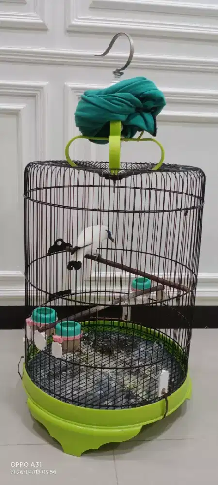 Burung fulset kandang