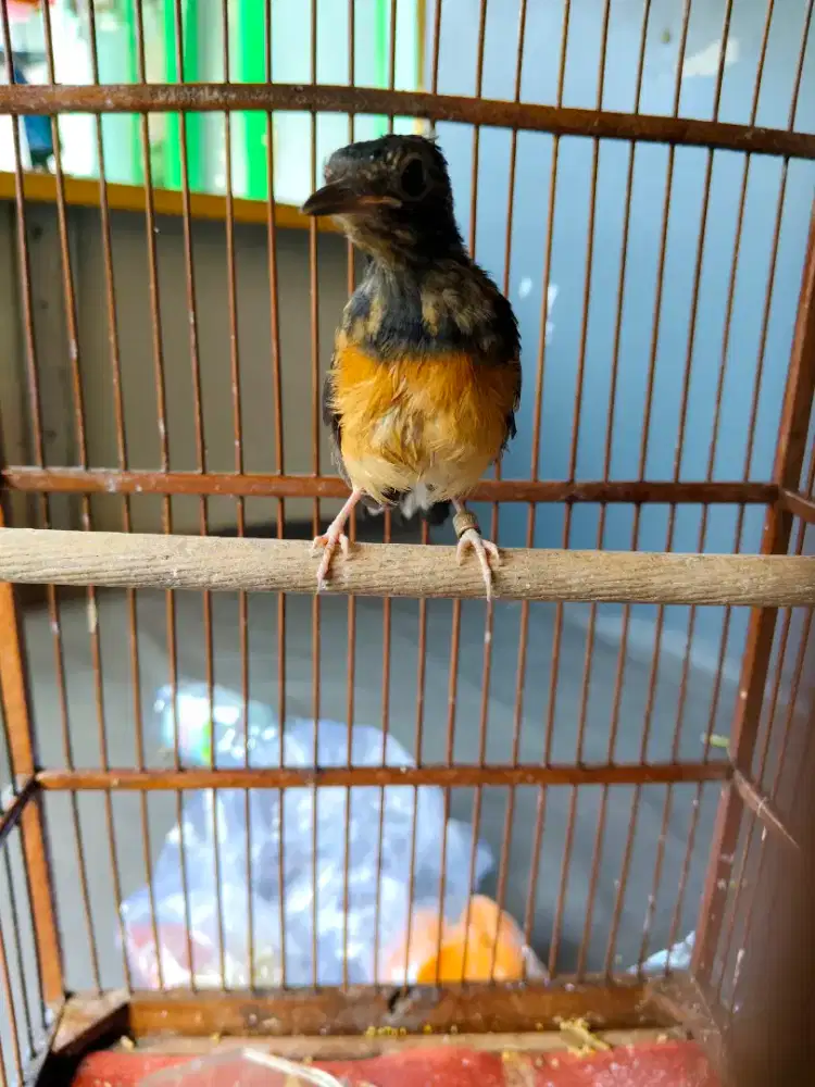 Murai Trotol Jantan Trah Prestasi