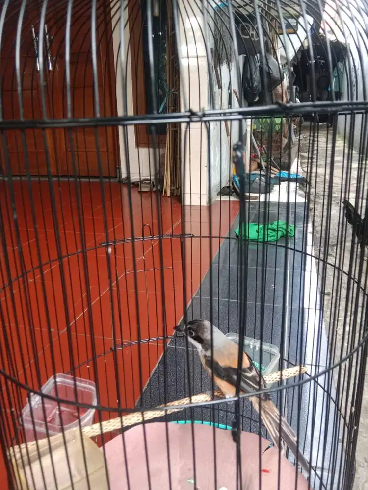 borongan burung pentet sembur dan cak ranting fullseet plus krodong